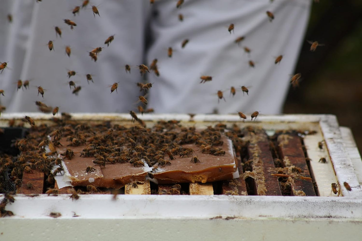 Global Patties - 10 Pack