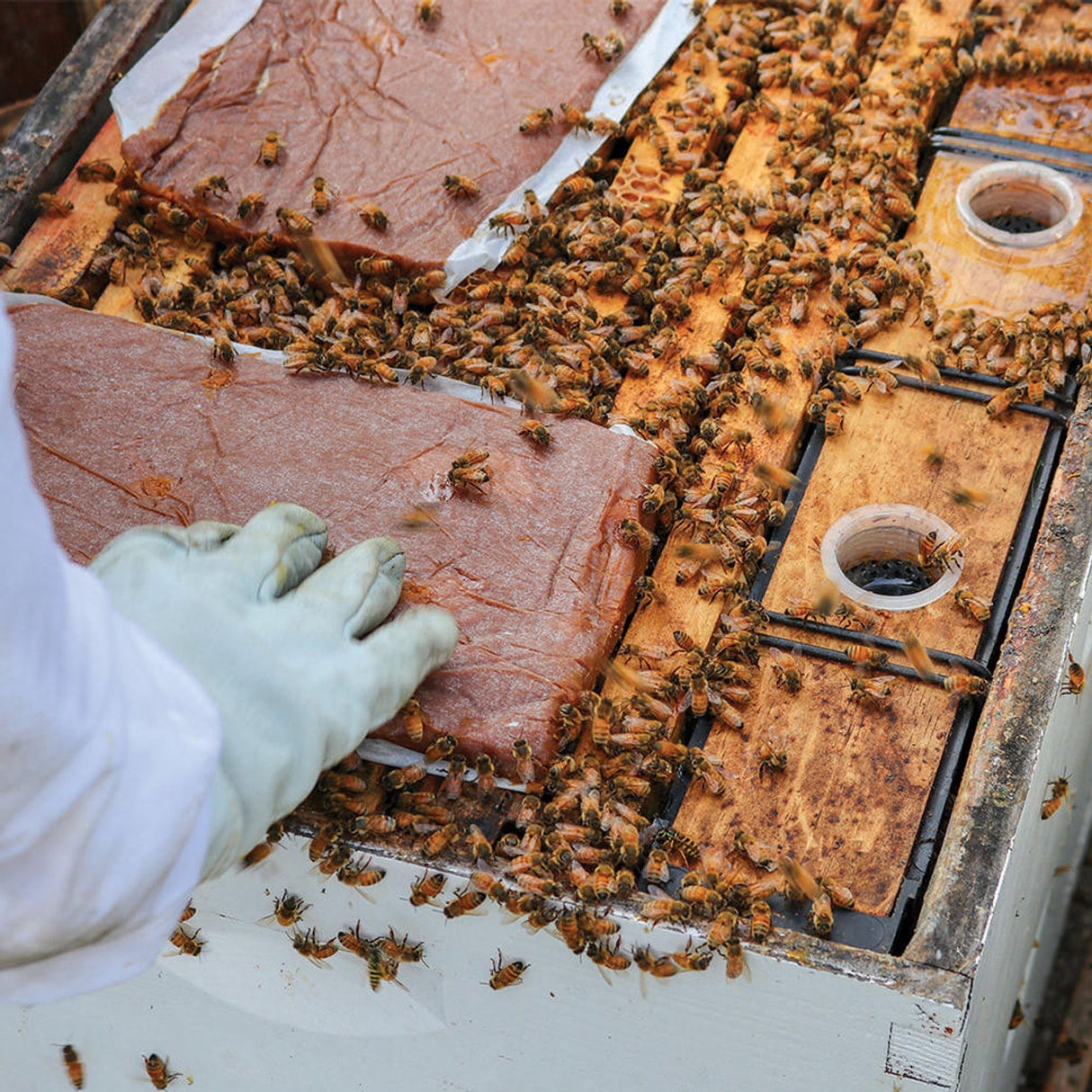 Ultra Bee Plus Patties